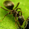 Negocio Plaguinor Higiene Ambiental S.l